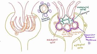 Glomerular Basement Membrane GBM  Anatomy [upl. by Atnas935]