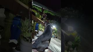 Tungtung 🐕dog doglover love homesweethome manipur dailyvlog reels instagram daytodayvlog [upl. by Medardas]