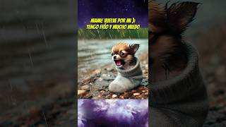 El perrito que dejaron en un calcetín 🧦😔💔 chihuahua babyanimal mascotas perros [upl. by Iad]