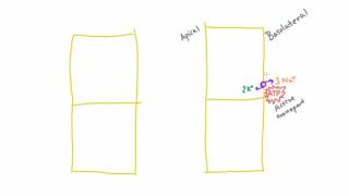 How does sodium cross the apical membrane in the PCT of the nephron [upl. by Saber]