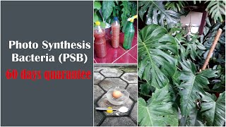 how to make successful steps photosynthesis bacteria from your kitchen ingredientsGreenOnGreenTV [upl. by Nace679]