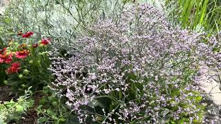 Verbena officinalis közönséges vasfű kedvenc évők sorozat [upl. by Aleece]