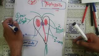 giardialamblia 🛑 2 giardia lamblia life cycle giardia lamblia parasitology [upl. by Hymen344]