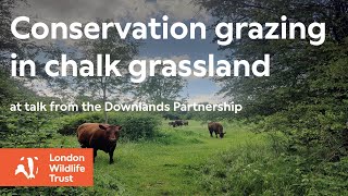 Conservation grazing in chalk grassland [upl. by Ahsitram837]