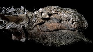 Dinosaur Mummy Found in Canada [upl. by Apps]