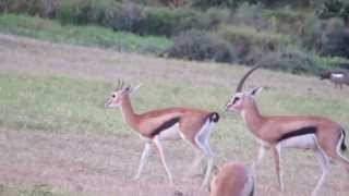 Thomsons Gazelles [upl. by Dumah]