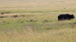 Lion pride tries to sneak up on a buffalo bull but hes too powerful for them [upl. by Genaro]