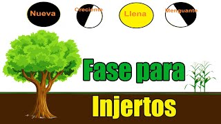 FASES LUNARES para hacer INJERTOS  fases de la luna en la agricultura y frutales [upl. by Ambrosane]