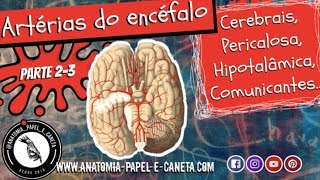 Artérias do encéfalo Parte 23  CEREBRAIS PERICALOSA HIPOTALÂMICA COMUNICANTES [upl. by Whiffen]