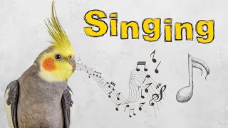 this sound will make your cockatiel happy and Singing [upl. by Aryamoy]