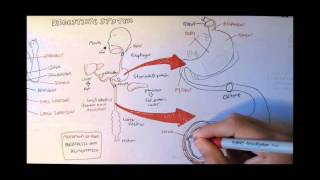 Digestive System Anatomy [upl. by Silenay]