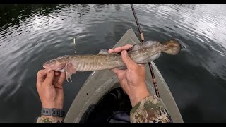 Summer time burbot fishing [upl. by Mcclure]