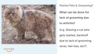 Tips for grooming a painful dog or cat [upl. by Utter]