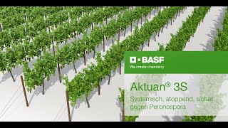 Aktuan® 3S  Systemisch stoppend sicher gegen Peronospora [upl. by Aihsercal]