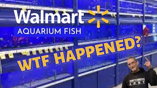 Remember WALMART Aquarium Fish WTF Happened [upl. by Senskell598]