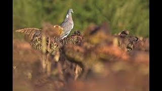 ouverture de la chasse saison 2020 2021  chasse aux pigeons ramiers [upl. by Akinod]