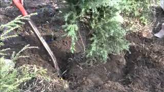 How To Dig and Plant a Live Christmas Tree [upl. by Sema]