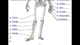 The Skeletal System [upl. by Apoor]