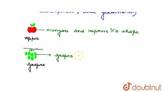 What are gibberellins  Write the applications of gibberellins  CLASS 11  PLANT GROWTH AND D [upl. by Roosevelt846]