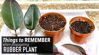 Rubber Plant Propagation Indoor Plants  Important Things To Remember [upl. by Gnat]