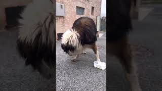 Tornjak dog youtubeshorts viral dogbreed [upl. by Cheyne848]