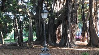 FICUS MACROPHYLLA  Palermo [upl. by Aziar]