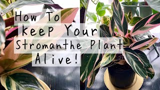 Stromanthe Triostar Plant Care Tips amp Tricks  How To Keep Your Stromanthe Houseplants ALIVE [upl. by Khichabia]