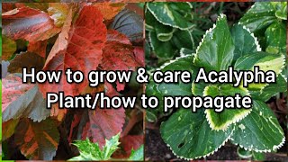 How to Grow and Care Acalypha Plant How to Grow Acalypha by Cutting Easy Propagation of Acalypha [upl. by Caputto]