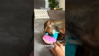 Teckel’s playtime salchiteckel puppy cuteanimal daschund fypシ゚viral [upl. by Keely]