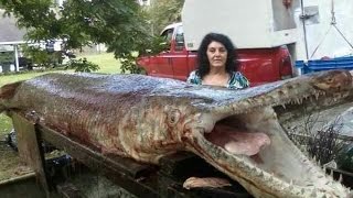 Worlds Biggest Gar Alligator [upl. by Eessac]