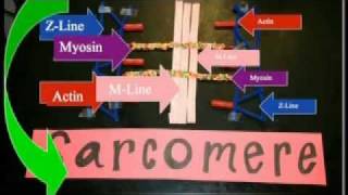 Sarcomere Projectmov [upl. by Akinna]