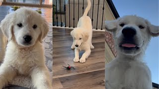 Our Golden Retriever Puppy’s First 3 Months [upl. by Ardnekan784]