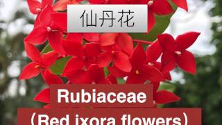 《矮仙丹花》，仙丹花功能。 Rubiaceae [upl. by Enelloc430]