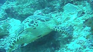 Maldives Vlog 2 WILD LIFE amp Underwater World [upl. by Desai]