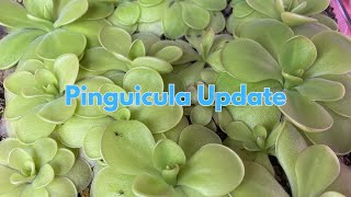 MyPingtopia  Pinguicula Udpdate [upl. by Anaerb]