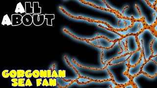 All About The Gorgonian Sea Fan or Yellow Finger Gorgonian Sea Fan [upl. by Laurence]