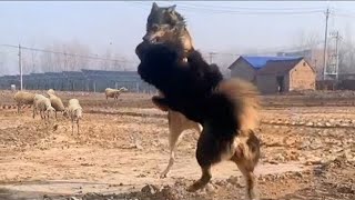 Tibetan Mastiff Vs Wolf In a Real Fight  Tibetan Mastiff Caught On Camera Against Wolf  PITDOG [upl. by Pelpel]