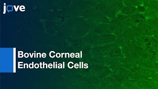 Mechanical Stimulationinduced Calcium Wave PropagationCell MonolayersPreview [upl. by Farhi]