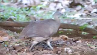 Great Tinamou [upl. by Arlo488]