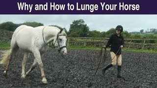 Why and How to Lunge Your Horse [upl. by Uriiah411]