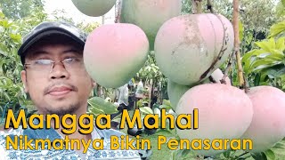 Panen Buah Mangga Jumbo dan Langka Mangga Agrimania  Buah Mangga Paling Enak [upl. by Anhaj]