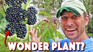 Health Benefits Of Elderberry AND How To Grow The BEST Elderberry Bushes [upl. by Ahsinyar499]