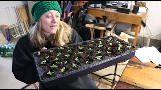 Potting Up Lisianthus  Answering Your Lisianthus Questions  Flower Hill Farm [upl. by Salas253]