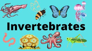 The Diversity of Invertebrates [upl. by Belayneh]