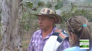 En un cultivo de Lulo y Granadilla con Capacho  Urrao Antioquia [upl. by Ragnar]