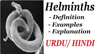 Definition and Examples of Helminths Types of Parasite Urdu  Hindi [upl. by Toinette]