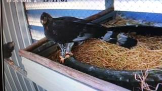 crowned eagle pair fatal conflict [upl. by Rame]