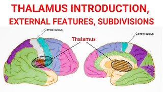 Thalamus  Introduction  External Features  Subdivisions [upl. by Brout]