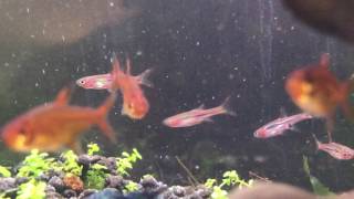 Ember Tetra Chili Rasbora Fish CloseUp [upl. by Clite]