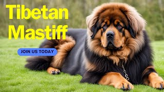 Tibetan Mastiff [upl. by Eilrac]